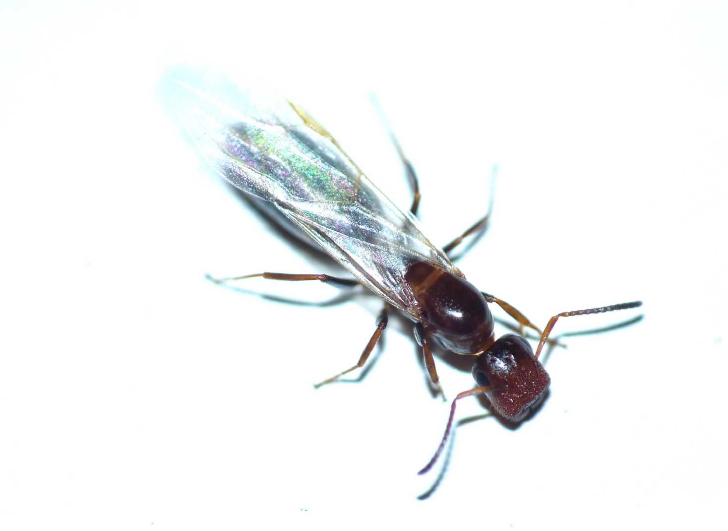 Camponotus truncatus: femmina alata